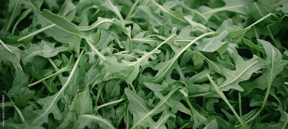 Fototapeta premium Vibrant and Fresh Arugula Leaves with Intricate Veins Ideal for Culinary and Health Projects