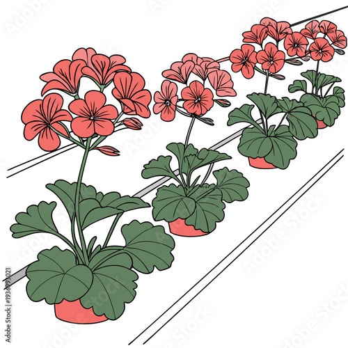 Red geraniums in pots on a white background potted plants