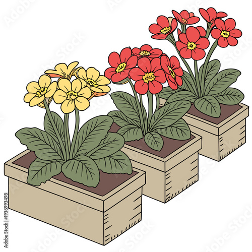 Vibrant seasonal primrose flowers in wooden planters