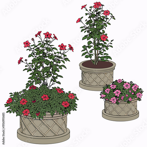 Three potted plants with red and pink flowers red flowers