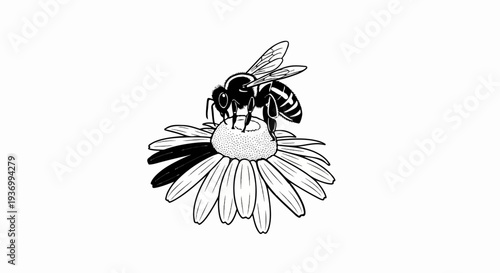 Black and white illustration of a bee collecting nectar from a daisy