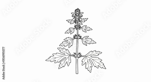 Black and white line drawing of a tall, leafy plant with a flower spike