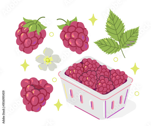 Whole raspberry with leaves and flowers. Berries in supermarket carton box. Vector illustration.
