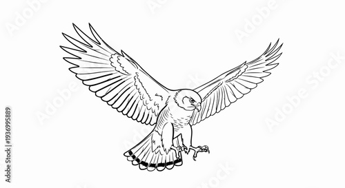 Detailed line drawing of a hawk in mid-flight, wings outstretched