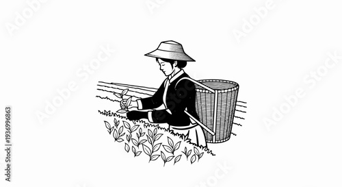 Person harvesting tea leaves on a plantation with a basket on their back
