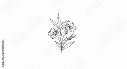 Black and white sketch of three cornflowers with buds and leaves