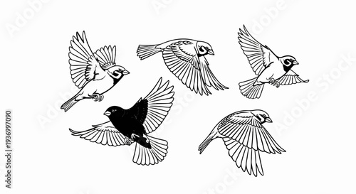 Five sparrows in flight, one solid black, on a white background