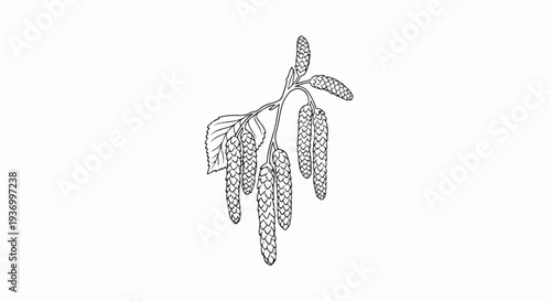 Black and white drawing of birch catkins hanging from a branch