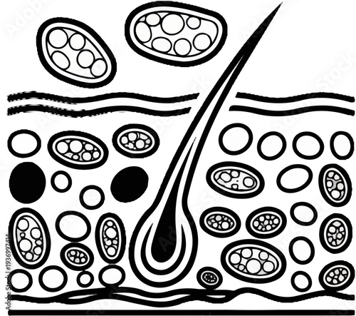 Stylized cross-section of skin with hair follicle and cellular structures