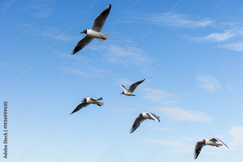 Fototapeta premium Group of black-headed gulls are fly in blue cloudy sky on a sunny day, natural photography