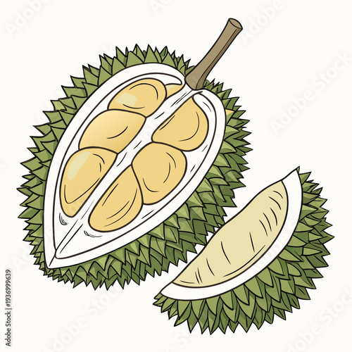 Of a durian fruit cut open showing yellow flesh tropical