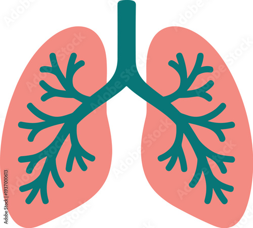 Human lungs anatomy illustration in pink and green for respiratory health concept