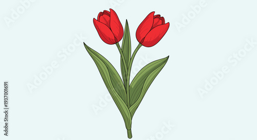 Two vibrant red tulips blooming against a soft background.