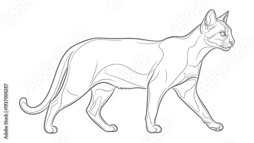 Elegant Cat Sketch: A detailed, monochromatic sketch of a sleek cat walking, its form captured with graceful lines and subtle shading. 