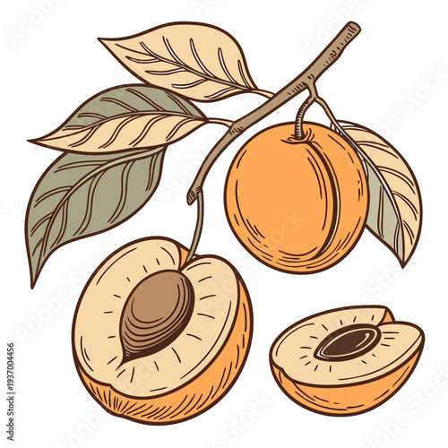 Of apricots on branch with leaves and cut fruit