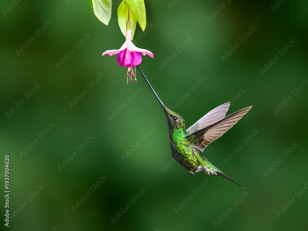 Obraz premium Sword-billed Hummingbird Feeding From Pink Flower In Tropical Forest