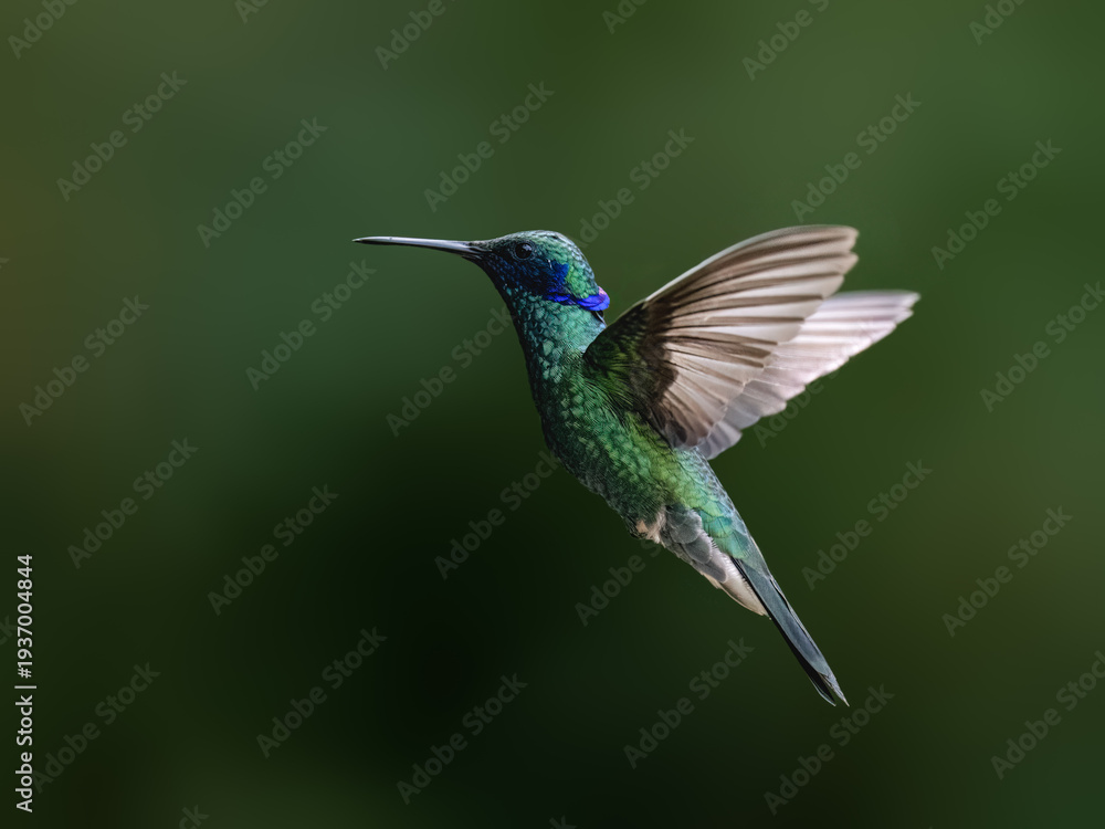 Fototapeta premium Sparkling Violetear Hummingbird Hovering in Flight Over Green Background