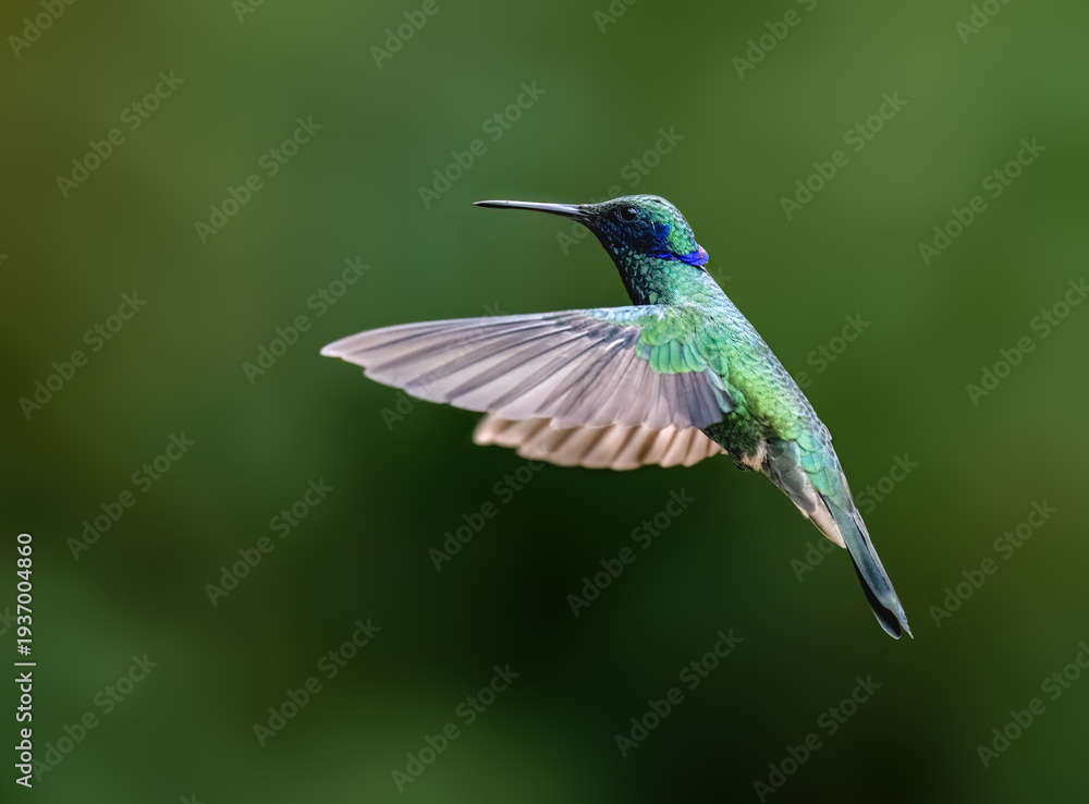Fototapeta premium Sparkling Violetear Hummingbird Hovering in Flight Over Green Background