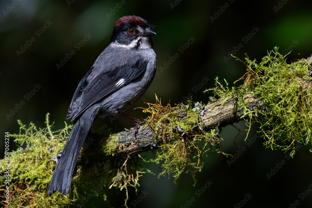 Obraz premium Northern Slaty Brushfinch Perched on Mossy Branch in Cloud Forest