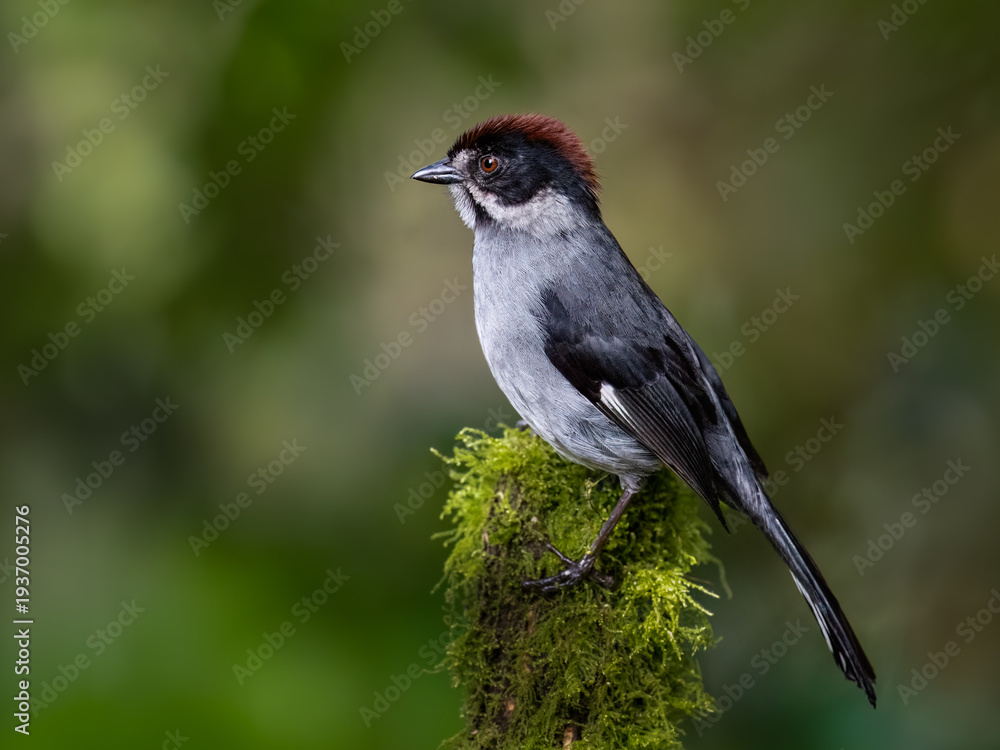 Fototapeta premium Northern Slaty Brushfinch Perched on Mossy Branch in Cloud Forest