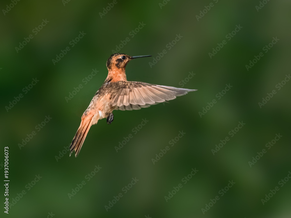 Fototapeta premium Shining Sunbeam Hummingbird Hovering Against Blurred Green Background