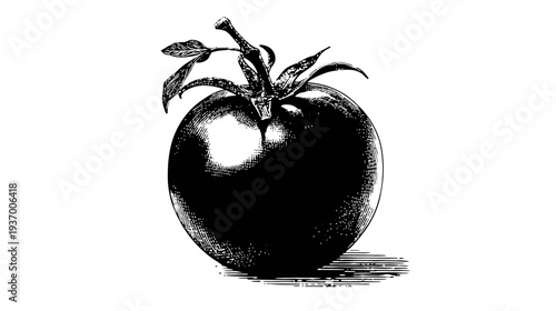 A detailed, monochrome illustration of a ripe, juicy tomato, complete with stem and leaves