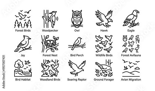 Forest birds icons: woodpecker, owl, hawk, eagle, jay, nest, perch, migration
