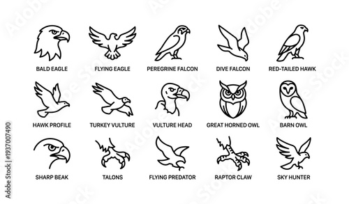 Line art icons of predatory birds: eagles, falcons, owls, vultures, hawks