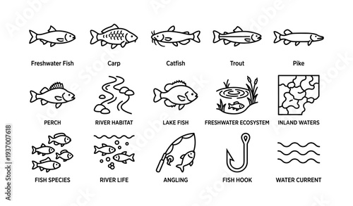 Freshwater fish illustrations: carp, catfish, trout, pike, perch