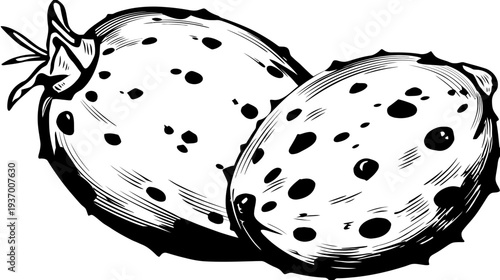 A monochrome illustration of two oblong fruits with dark spots, spiky edges, and stem detail