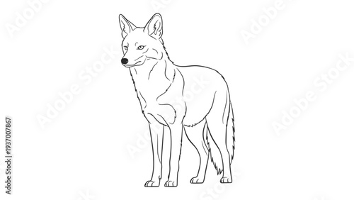 Lone Coyote: An illustration of a solitary coyote in a poised stance, embodying the resilience of nature.