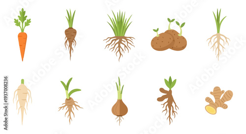 Root Vegetable Types and Plant Root Systems Icons Set. Botanical Diagram of Taproots, Tubers, Bulbs, and Rhizomes on White.