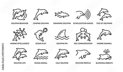 Diverse dolphin behaviors and communication patterns illustrated