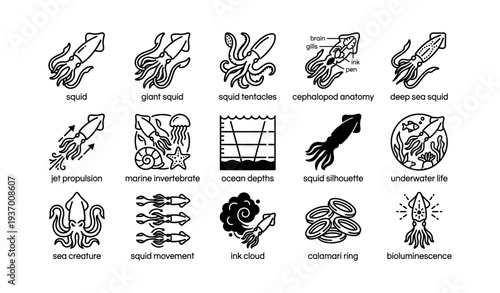 Squid anatomy and movement illustrations with detailed tentacles and propulsion