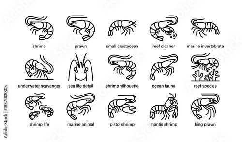 Illustrated shrimp varieties and marine life icons