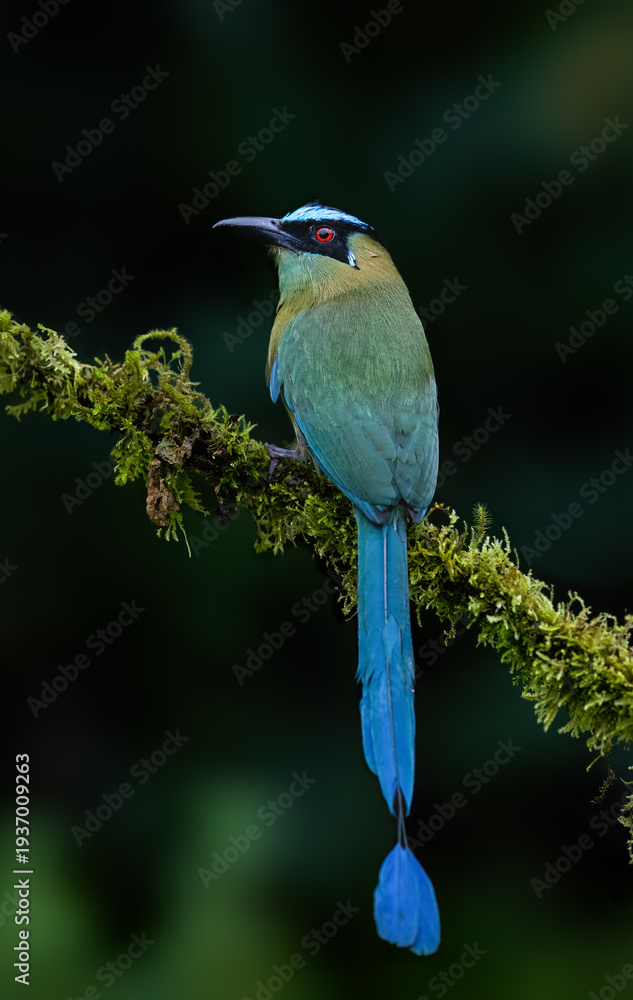 Obraz premium Andean Motmot Perched on Mossy Branch in Tropical Cloud Forest