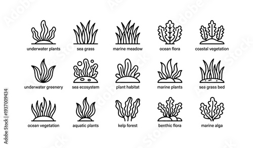 Set of iconic aquatic plant illustrations depicting various marine flora