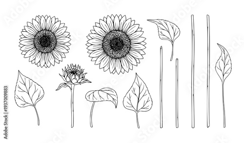Botanical Sunflower Outline Illustration Hand Drawn Ink Flower Vector Set