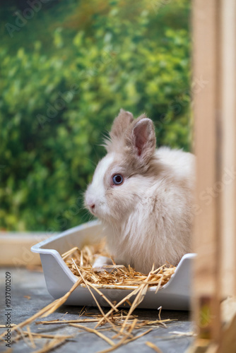 Принти на полотні Fluffy young white dwarf rabbit sitting in a litter tray filled with straw indoo