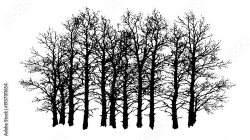 A silhouette illustration of multiple trees with thin, intricate branches, set against a white backdrop