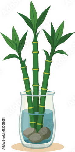 Lucky bamboo stalks in glass vase vector illustration office luck