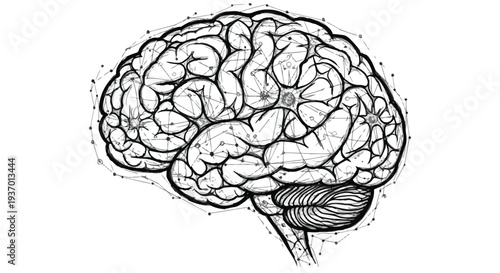 Human brain cognitive neural network medical sketch