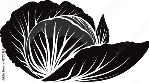 Stylized, black and white image of a cabbage with detailed leaf structure. Graphic vector illustration