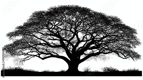 A silhouette of a large, mature tree with a full canopy. Grass silhouettes appear below