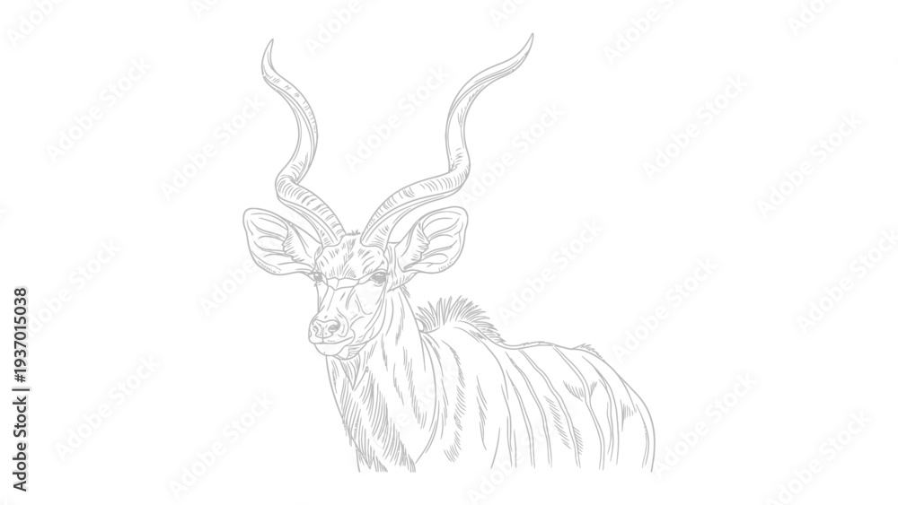 Fototapeta premium Graceful Kudu Illustration: An elegant line drawing of a majestic kudu, showcasing its impressive spiral horns and serene presence.