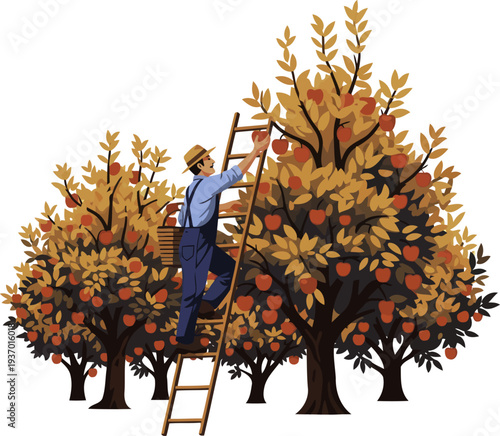Fruit grower picking red apples from trees using a ladder