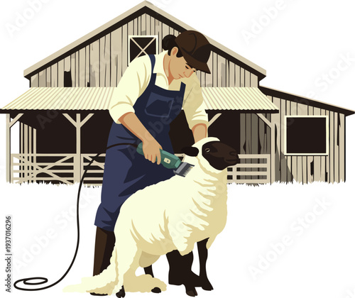 Professional shearer using electric clippers to remove wool from a sheep by a barn