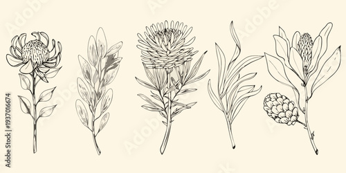Detailed botanical illustration of protea and foliage in monochrome