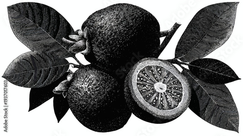 A black and white illustration of fruits, leaves, and stem on white