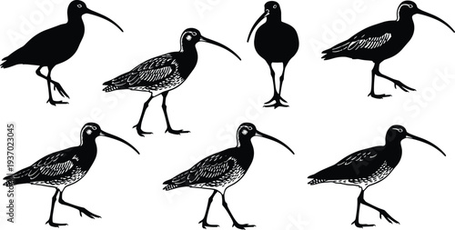 Curlew bird silhouettes, stylized avian artwork, long beak shorebirds, ornithology illustration, feather pattern design, nature wildlife vector, decorative bird profile collection